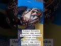 Unique Pysanka with Ukrainian ornament from the world-famous Easter egg maker Oleg Kirashchuk