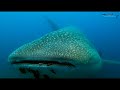 Galapagos Shark Diving Dive Liveaboard August 2020