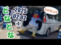 つば九郎🐧🌺2025春季キャンプ ドナドナ①〜入場〜2025/02/02