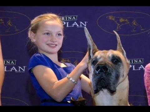 Video: American Kennel Club Mengakui Dua Ras Anjing Baru