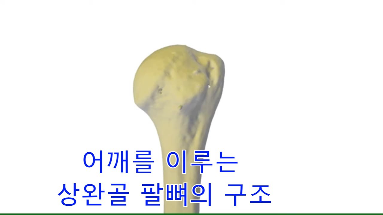 어깨의 핵심: 상완골 탐구 Shoulder's Core: Exploring the Humerus - YouTube
