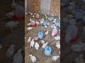 Отглеждане на бройлери. Broiler chiken farming.