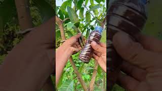 An easy way to propagate mango trees🥭 #short #gardening #plants