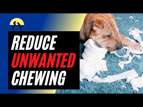Video: Anjing Berkembang Biak Kemungkinan untuk Mengunyah Sesuatu dan Mendarat di UGD