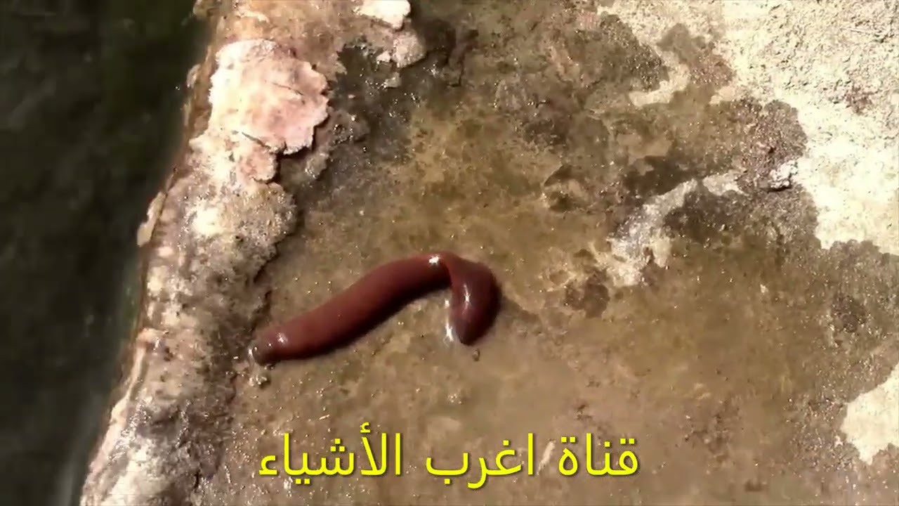 حشرة خطيرة لو شربت مع الماء