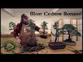 Blue atlas cedar bonsai production  greenwood bonsai studio