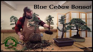 Blue Atlas Cedar Bonsai Production - Greenwood Bonsai Studio
