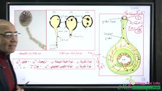 ملخص شرح التكاثر - الجزء الثاني