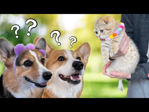 Video: Pet Scoop: Letecká společnost mylně mává Corgi na Havaj, psi mohou snížit riziko úzkosti dětí