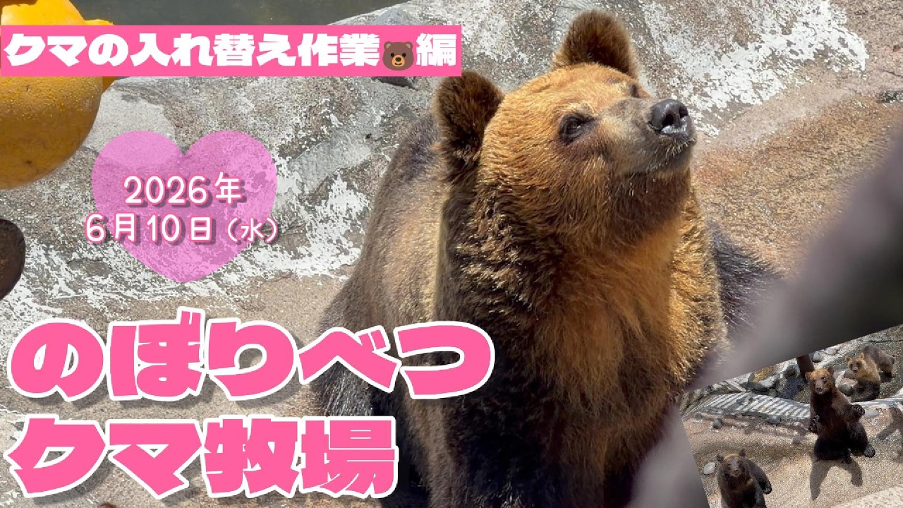06/2026 #2] Pasture 2☆Bear Rotation Process - YouTube
