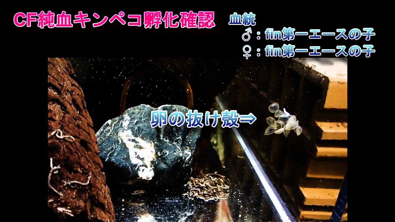 純血の血統キンペコ ペアー＋α