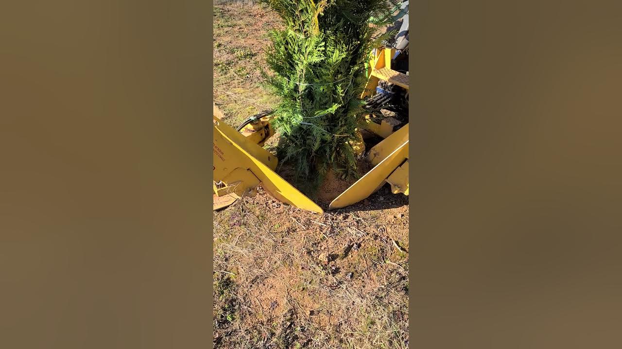 Tree Spade Harvesting Trees YouTube