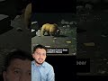 Rare Himalayan Brown Bear Sighting in Pakistan | Khunjerab National Park Hunza | Wildlife Discovery