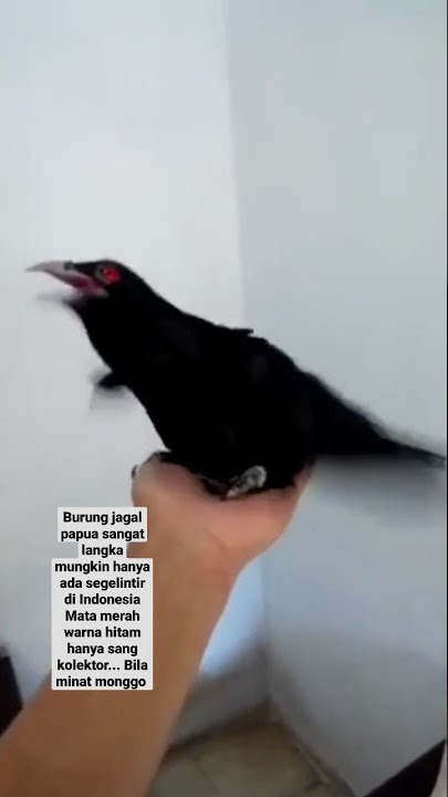 burung misterius langka jagal Papua mata merah warna hitam polos sangatlah langka di Indonesia