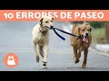 10 errores comunes al pasear con tu perro