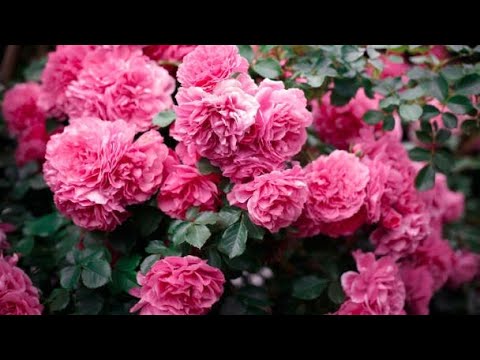   حديقة الورد صباح الخير