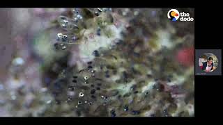 Detailed The Amazing Life Cycle of the Clownfish Information