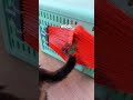 Say Goodbye to Pet Hair! The Ultimate Fur-Free Apartment Hack 🐾