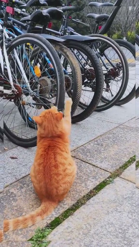 Top des vidéos très mignon petit chaton orange