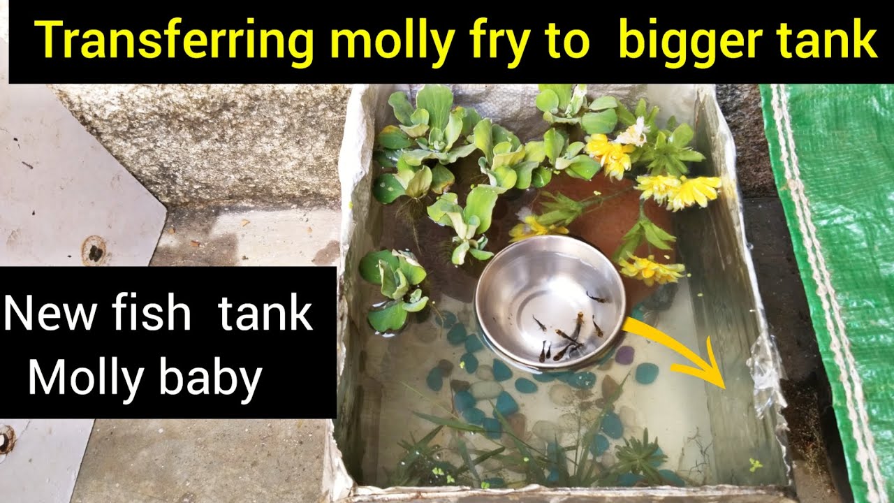 Baby fish ! How Transferring molly fry to bigger plants fishtank New