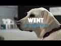 Went & Worth It | Ep. 007 | Einstein Dog Training Went & Worth It | Ep. 007 | Einstein Dog Training