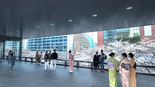Meguro River Cherry Blossom Full Bloom  Tokyo Japan Walk 4K HDR