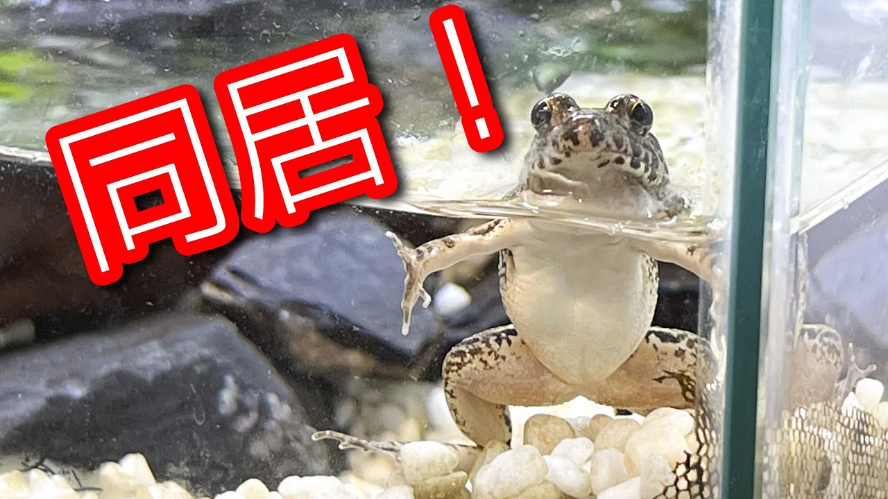 我が家のヌマガエルが同居を始めました！