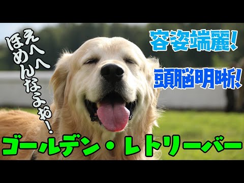 [犬 図鑑]ゴールデン・レトリーバー