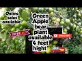 Terrace garden best plant Green Apple bear plant available/4 feet hight #rare #garden #flowers