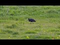 Manx mega  glossy ibis