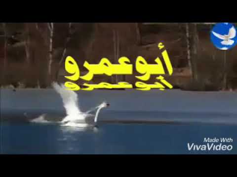 حاسه باليأس أبوعمرو 