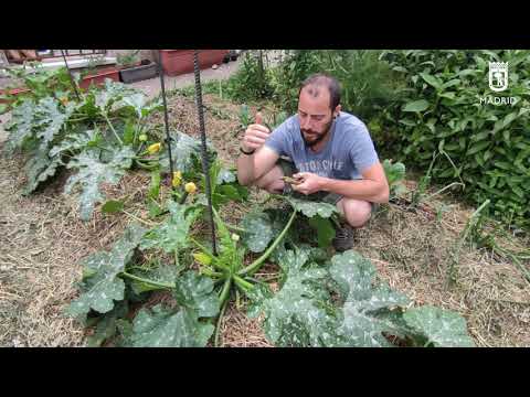 Video: Información sobre calabacín dorado - Aprenda a cultivar plantas de calabacín dorado