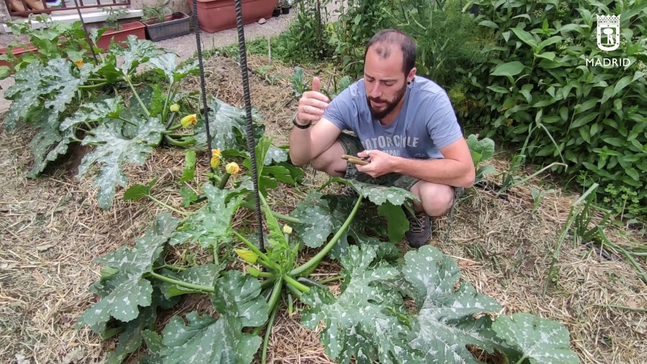 Programa de Huertos Urbanos. Video 8. El calabacín. Poda y entutorado.