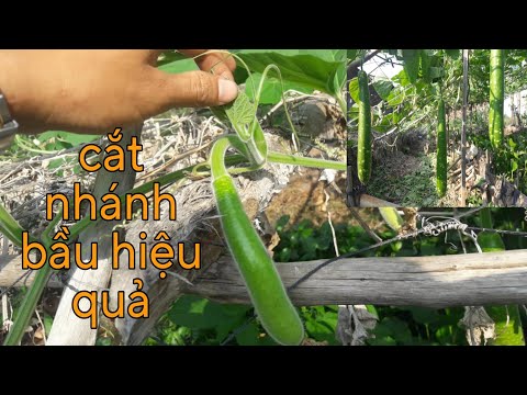 Video #8 Cách cắt nhánh bầu để trái nhiều và lâu dài || Vườn... - youtube