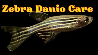 Zebra Danio Fish (Danio Rerio Fish Tank Mates, Breeding, Feeding and Care Infomation ) by Pets Curious 1,401 views 6 months ago 9 minutes, 10 seconds