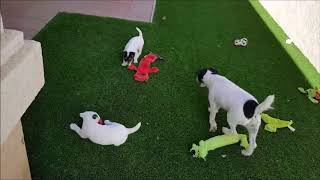 20171116 Vance x Cruella Puppies at 9 Weeks