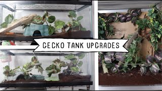 CREATING NATURALISTIC HABITATS FOR GECKOS | updates and upgrades! by Taylor Crane 4,613 views 3 years ago 12 minutes, 56 seconds