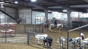 Squeakin Puddy Cat - sorting 2 - Valley View Ranch