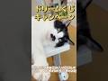 楽天ドリームくじキャンペーン🐾総額300万ポイント獲得のチャンス！✨対象店舗でお好きな商品を「お気に入り」に登録するだけ！#楽天市場 #shorts #ポイ活 #犬のいる暮らし #猫のいる暮らし🐾