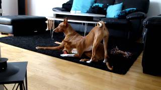 basenji pharaoh hound