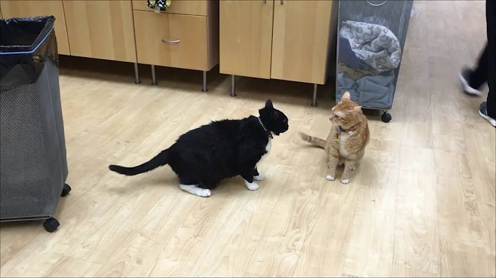 An example of normal feline play behavior - DayDayNews
