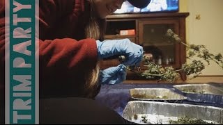 Trimming Weed! // Vlog 1.5.17