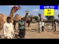 नागौर मेला 2020 राजस्थानी  ऊँट बाज़ार मंडी Indian Camel Market In Ramdev Mela Nagaur, Rajasthan India