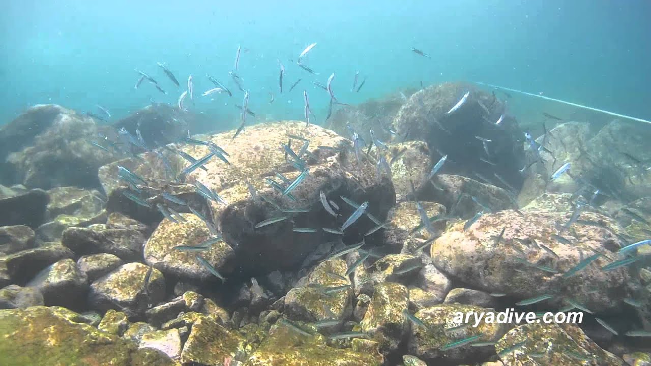 멸치떼1(Engraulis japonicus) Japanese anchovy,Cape anchovy YouTube