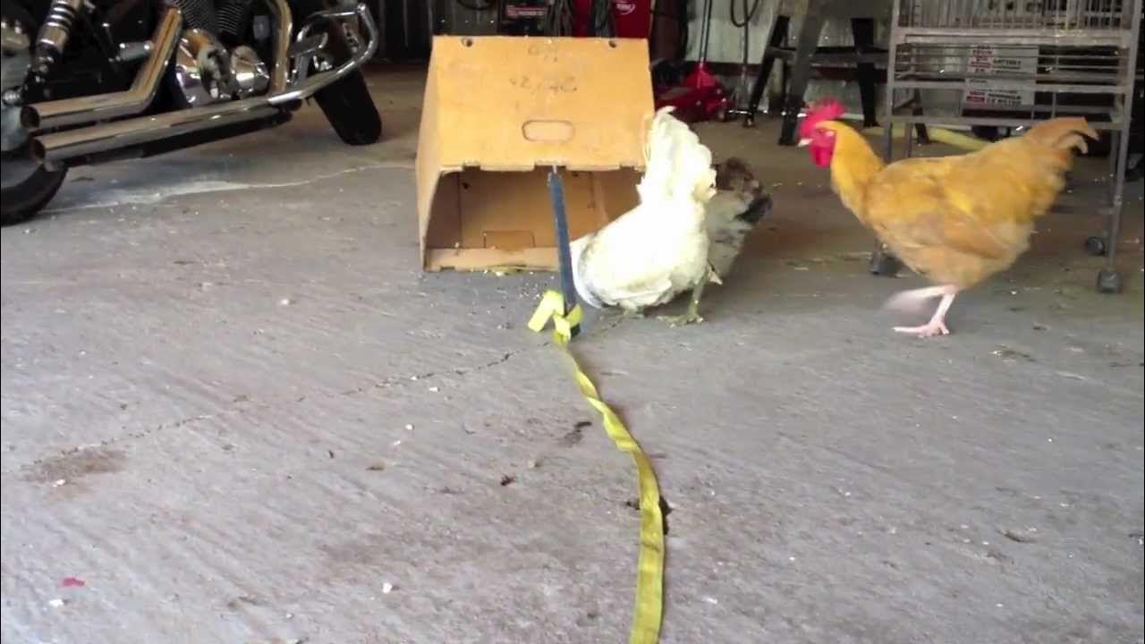 How to catch chickens in dulac youtube
