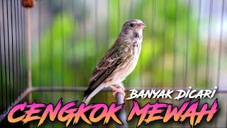 CENGKOK MEWAH PALING DICARI 2024 - MASTERAN BLACKTHROAT GACOR SUARA JERNIH