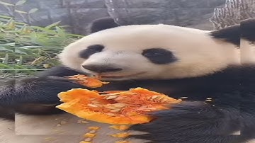 Let you happily and interestingly boast into a happy realm redbubble Meet pandas nature