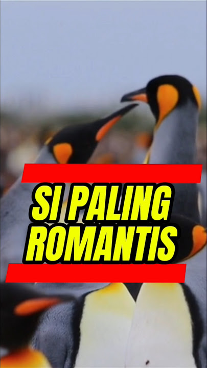 Fakta unik pinguin melamar pakai batu