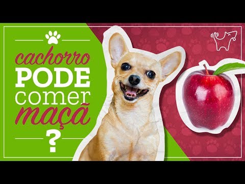 Vídeo: Cães E Cachorros Podem Comer Maçãs? - Maçãs São Boas Para Cães?