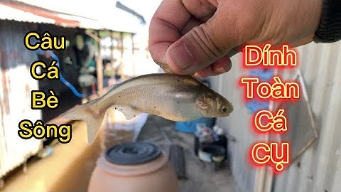 Câu cá trên bè ở sông lớn bằng mồi trùng biển siêu nhạy